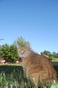 CanadaOregonNevada 297 CanadaOregonNevada 297