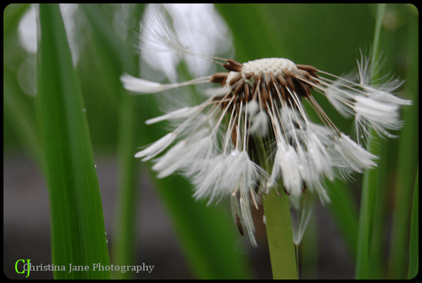 dandelions-01611