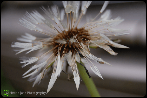 dandelions