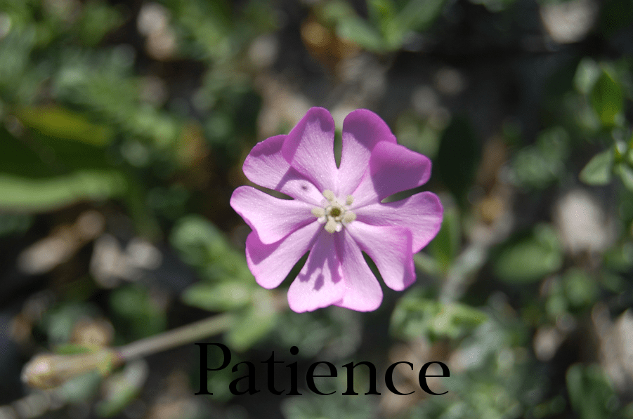 patience