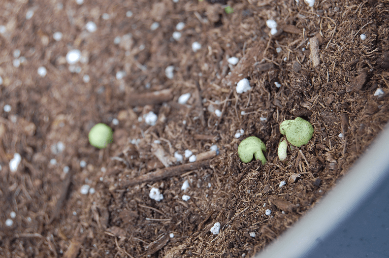 Sprouts!  Baby sprouts!