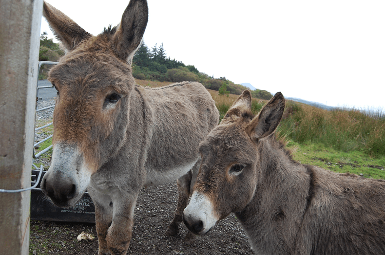 I was 'talking' to these guys -calling them with my donkey call "Heehawww" and they both came running so we called them "He and Haw" 