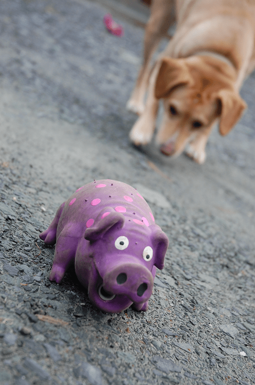 Sniffin' out the pig (I think pig looks slightly terrified here -ha!) 