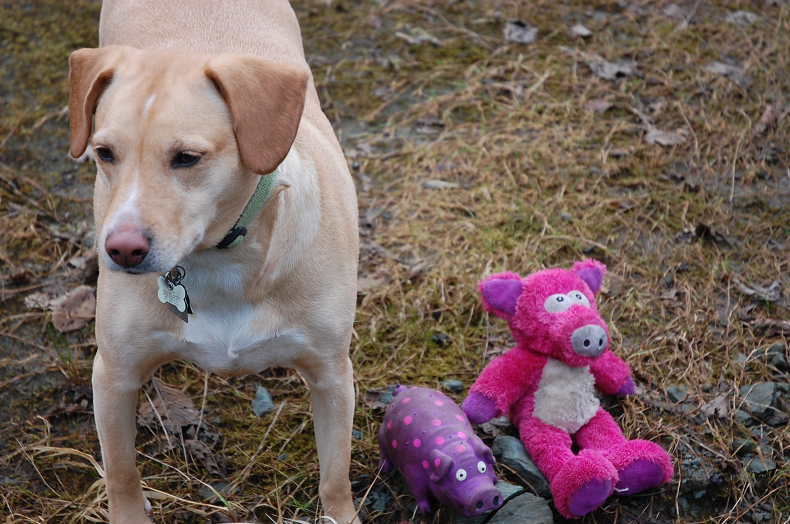 She has a serious obsession with pigs! 